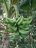 Plantain—green ones are used to make chips, porridge and tostones.