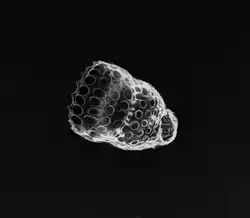Artostrobus sp.