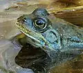Rana arvalis