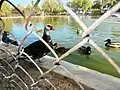 A duck at the rancho's pond.