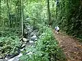 Image 8Hiking in the equatorial forest on the island of São Tomé