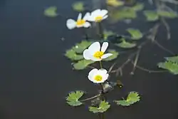 ""