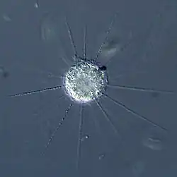 Raphidiophrys, a centrohelid heliozoan