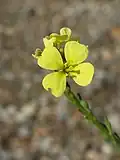 Closeup of a flower