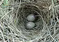 Raso lark eggs