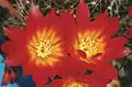 Rebutia padcayensis (syn. R.&nbsp;margarethae)