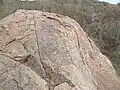 Recent tectonic joint intersects older exfoliation joints in granite gneiss, Lizard Rock, Parra Wirra, South Australia.