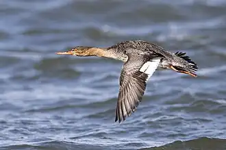 Female in flight, New Jersey, USA