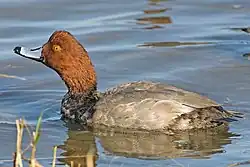 Breeding male