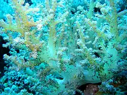 Yellowish white soft coral at Apo Reef