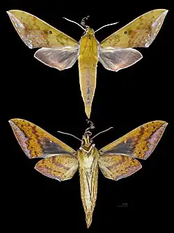 Rhagastis olivacea