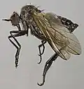 Rhamphomyia sulcata specimen North Wales long 6–8&nbsp;mm.
