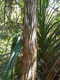 Trunk