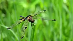 Male face