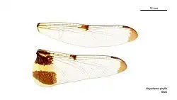 Male wings