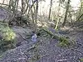 River Line