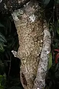 Trunk
