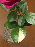 'Perfume Delight' hybrid tea rose with leaf color and apex mutations