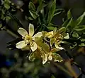 Rosa banksiae var. "Normalis"