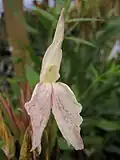 Gestreept Group