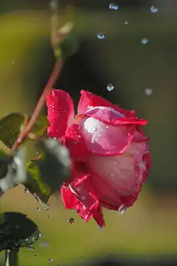 Rose with water drops in sun light, ISO speed&nbsp;=&nbsp;200, exposure time&nbsp;=&nbsp;1/8000&nbsp;s, exposure value&nbsp;=&nbsp;12.5.