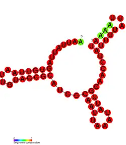 RsaB: Secondary structure of RsaB. Rfam family RF01817