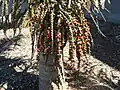 Ripe fruit of the nīkau