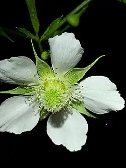 Flower close-up