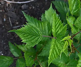 Foliage