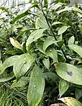 Shrubs.