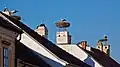 White stork's nests typical of the region