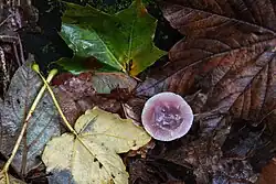 Mycena diosma