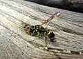 S. cristatus female completing her nest