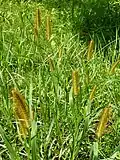 Setaria pumila, Chiba Japan in 2008