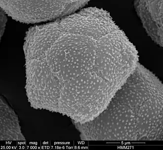 Pollen