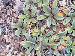 Rosette leaves