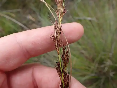 Flowering head