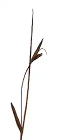 Flowering head