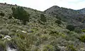 Specimens of Tetraclinis articulata (known locally as Cartagena cypress) in the Cabezo del Sabinar.