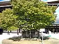 Sakon no Sakura tree.