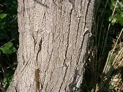 trunk