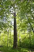 The Šaravai Oak Tree