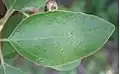 Unilobed leaf