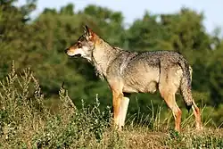 Wolves are scarce and shy