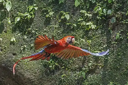in flight