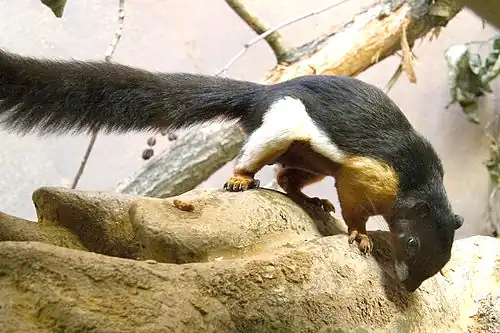 Black and white squirrel