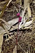 stem