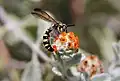 Colpa octomaculata texensis male