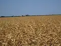 Scorched cornfield in Castroville