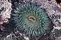 A sea anemone in the Pacific Ocean, Baja California, Mexico
